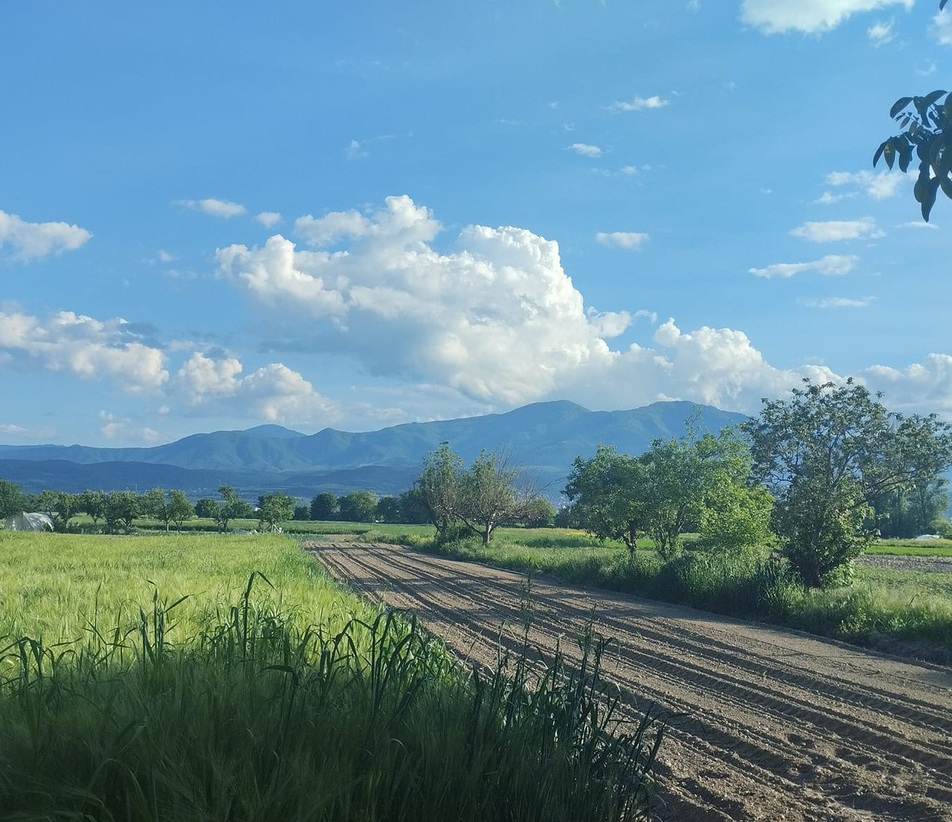 патот на кармата